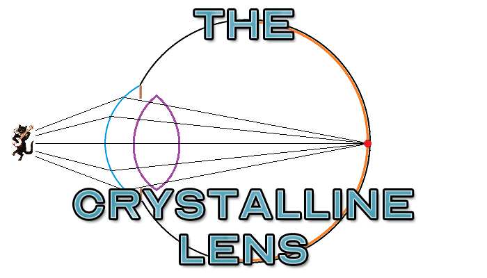 The Optics Of Vision Part 9 The Crystalline Lens The Lost Contacts